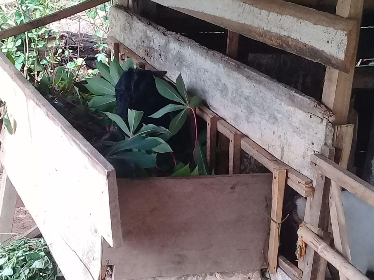 Libur 14 Hari Ane Anti Mainstream, Ngasih Makan Ternak di Rumah Abah!