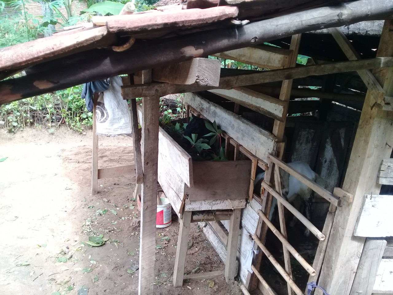 Libur 14 Hari Ane Anti Mainstream, Ngasih Makan Ternak di Rumah Abah!