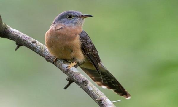 Mitos Suara Burung Membawa Kabar Kematian!