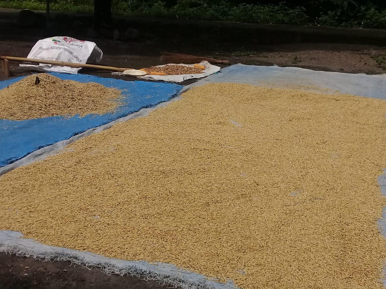 Mumpung di Rumah Saya Menyibukkan diri Menjemur padi