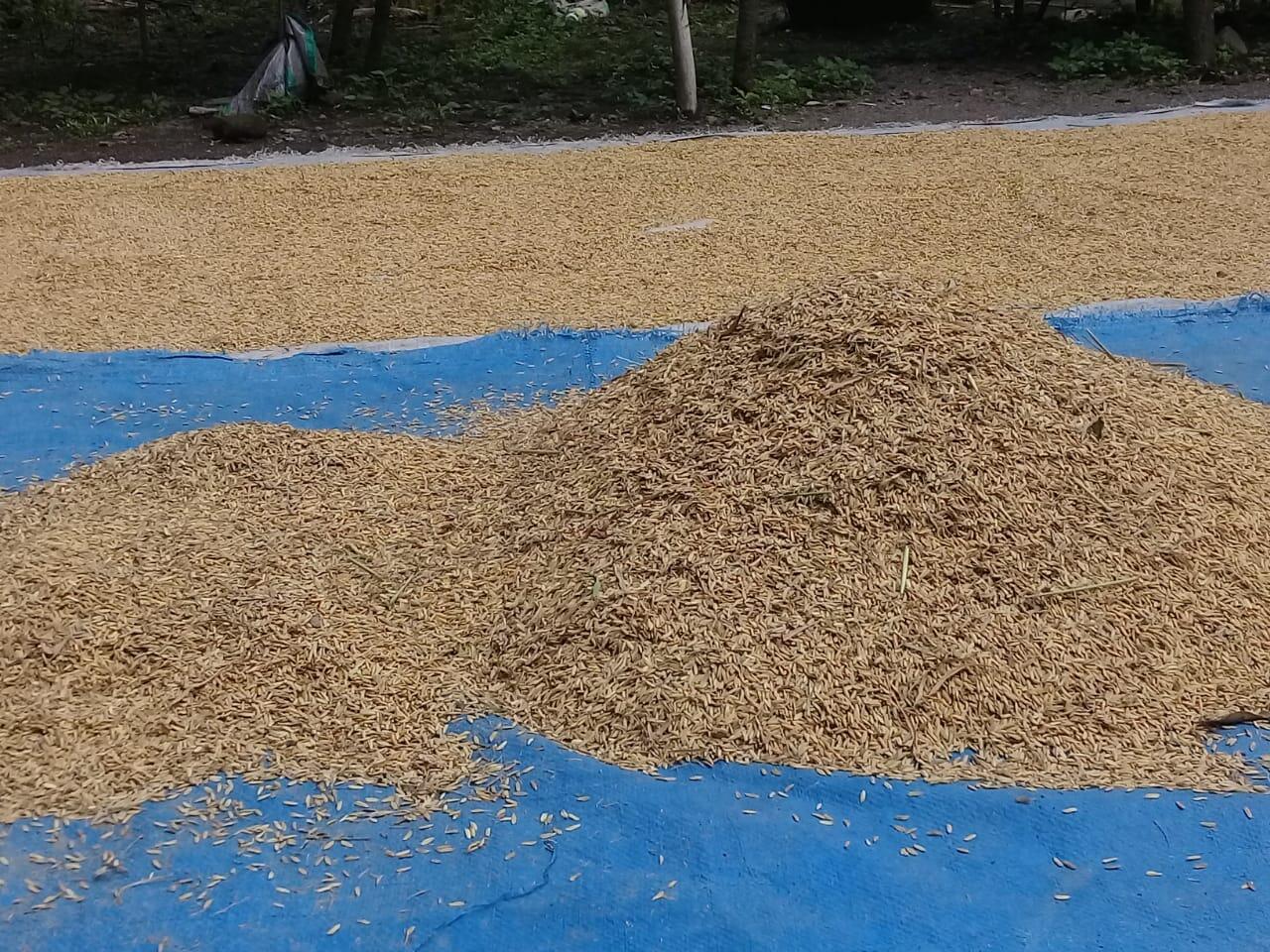 Mumpung di Rumah Saya Menyibukkan diri Menjemur padi