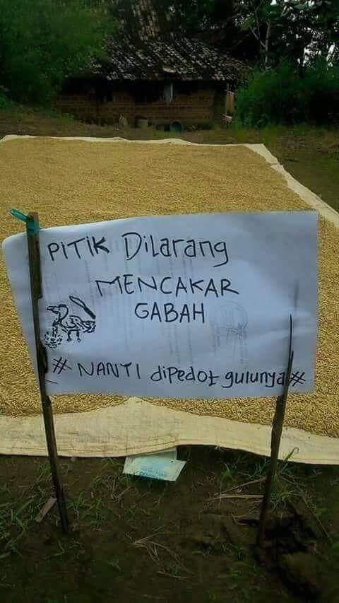 Mumpung di Rumah Saya Menyibukkan diri Menjemur padi