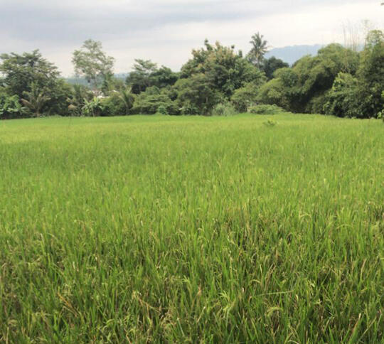 Anti MainStream! #MumpungDiRumah Dedikasikan untuk Emak Tercinta