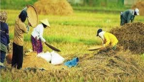 Kuliah Di Pertanian Mau Jadi Apa? Petani?