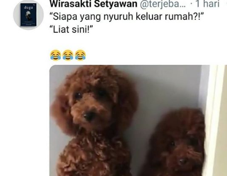 Ekspresi Lucu Anjing Terkena Marah karena Keluar Rumah! Apa ini Dampak dari Lockdown?