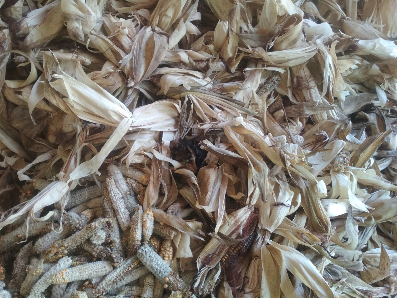 Mumpung di Rumah, Lakukan Ragam Kegiatan Bermanfaat nan Produktif ini Yuk!