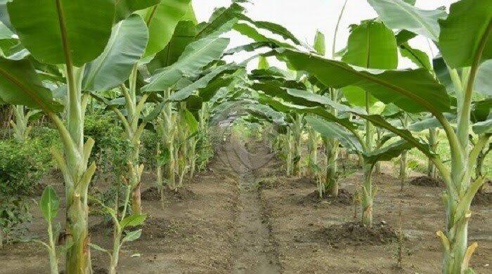 Bukan Termasuk Pohon, Tanaman Pisang adalah Tanaman Herbal Terbesar di Dunia! 