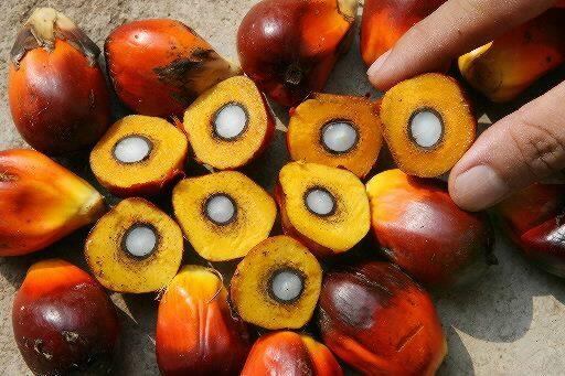 Memutus Kesalahpahaman Kelapa Sawit Indonesia Vs Uni Eropa