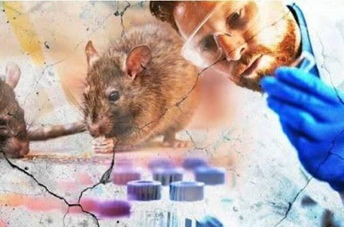 Hantavirus : Bagaimana Awal Munculnya dan Apakah Menular Dari Manusia ke Manusia?