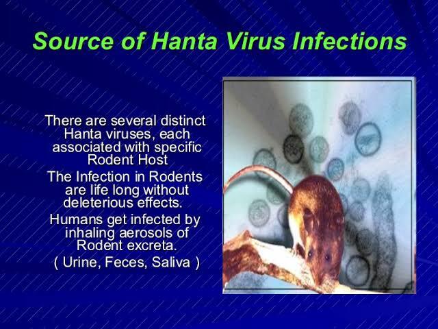 Hantavirus : Bagaimana Awal Munculnya dan Apakah Menular Dari Manusia ke Manusia?