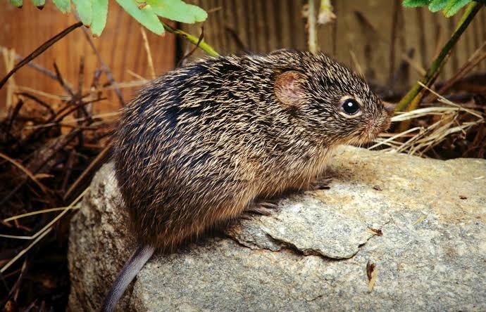 Yuk, Gaes! Kenali Jenis dan Ciri Tikus Yang Jadi Sumber Penyebaran Hantavirus