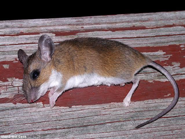 Yuk, Gaes! Kenali Jenis dan Ciri Tikus Yang Jadi Sumber Penyebaran Hantavirus