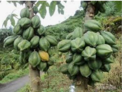 Mengenal buah Carica,buah yang heboh hasilkan puluhan juta per bulan