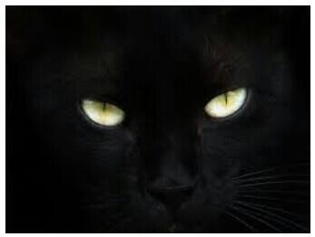 Misteri Lintasan Kucing Gila