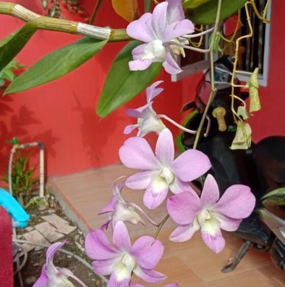 RUMAHKU SURGAKU, Lebih nyaman!