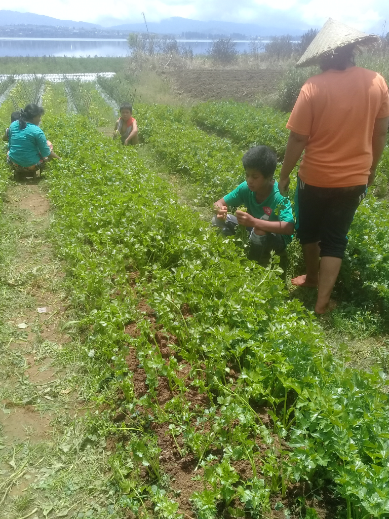 Mumpung di Rumah, Yuk, Panen Seledri!