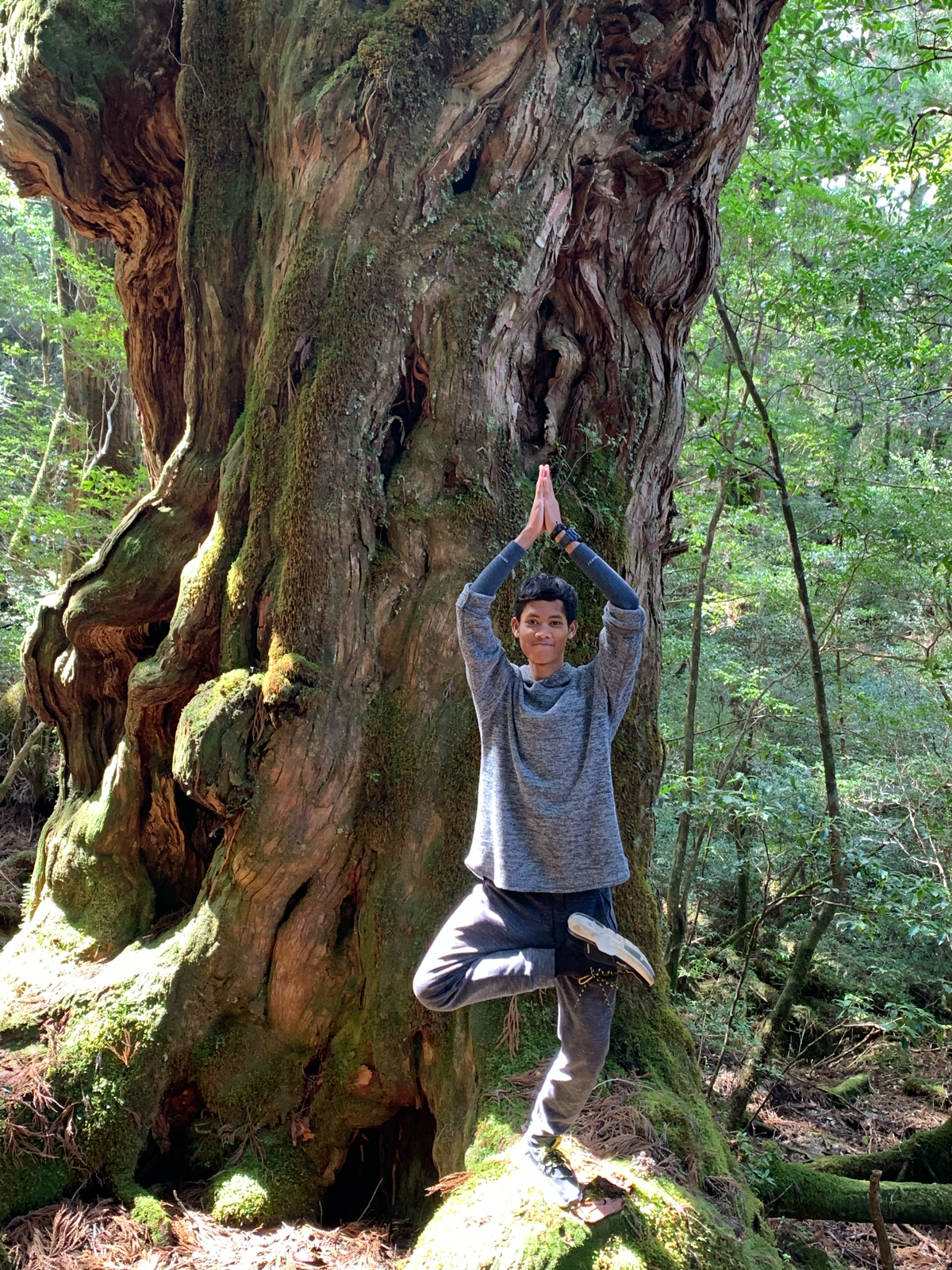  Hutan  Yakusugi Di Pulau Yakushima Jepang Tak Kalah Tenar 