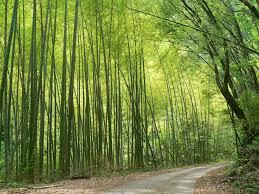 Pohon Bambu