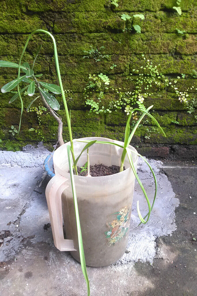  #mumpungdirumah, Menanam Bawang Putih Ternyata Mudah Gan Sis! 