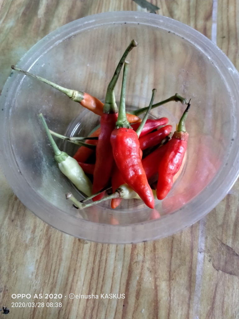 Mumpung Di Rumah! Yuk Menanam Cabe Dengan Cara Yang Sangat Sederhana