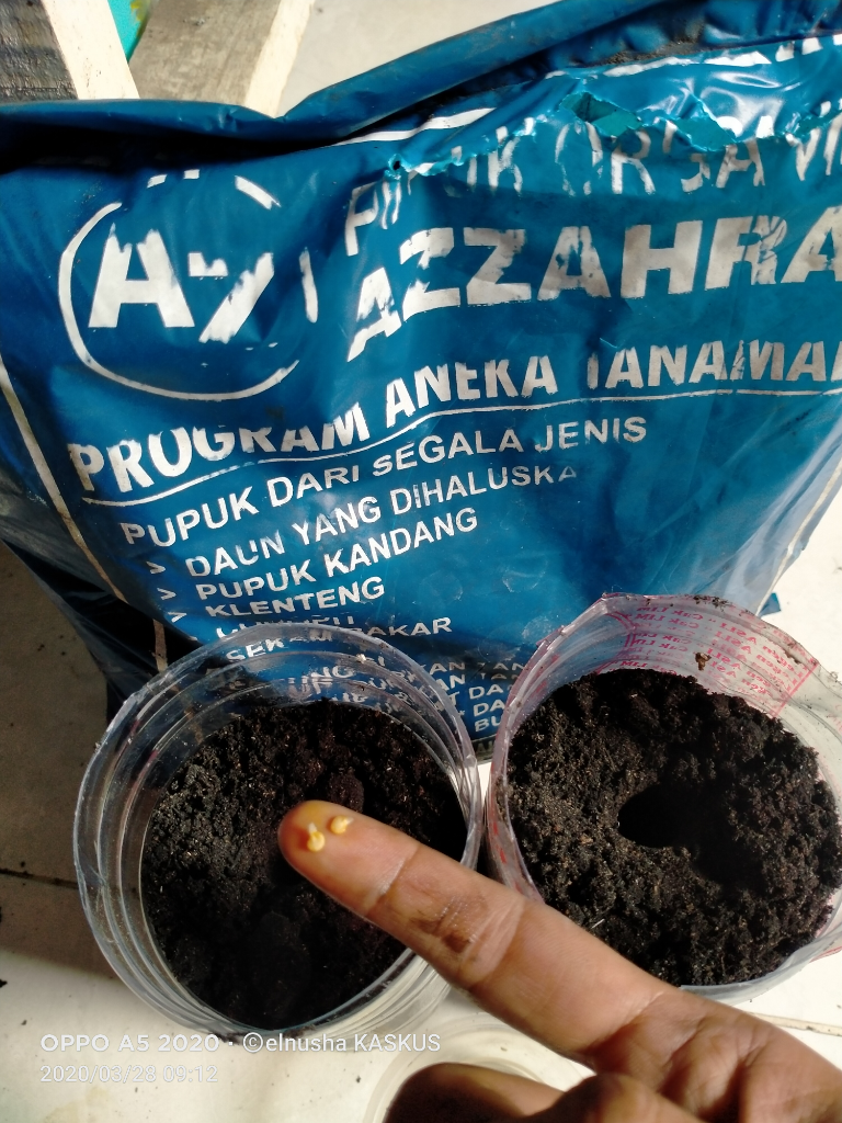 Mumpung Di Rumah! Yuk Menanam Cabe Dengan Cara Yang Sangat Sederhana