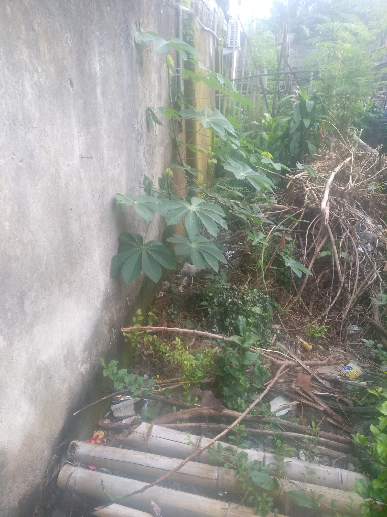 Tanaman Ini Bisa Di Manfaatkan Ketika Kita Kehabisan Bahan Makanan Ketika Corona