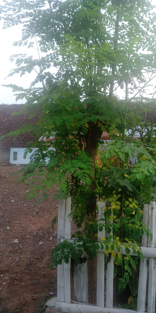 Tanaman Ini Bisa Di Manfaatkan Ketika Kita Kehabisan Bahan Makanan Ketika Corona