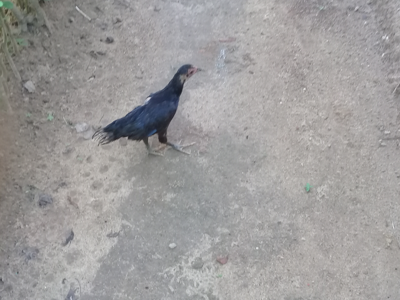 Mumpung di Rumah, Bikin Kandang Ayam Biar Ayamnya Gak Kehujanan Lagi!