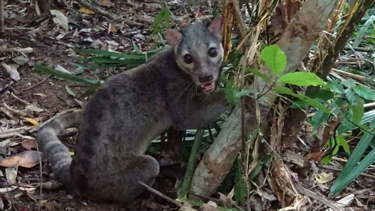 7 Jenis Musang yang Paling Terkenal di Indonesia