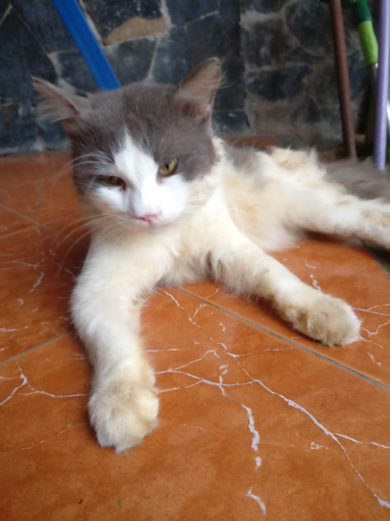 Siapa Mau Adopsi