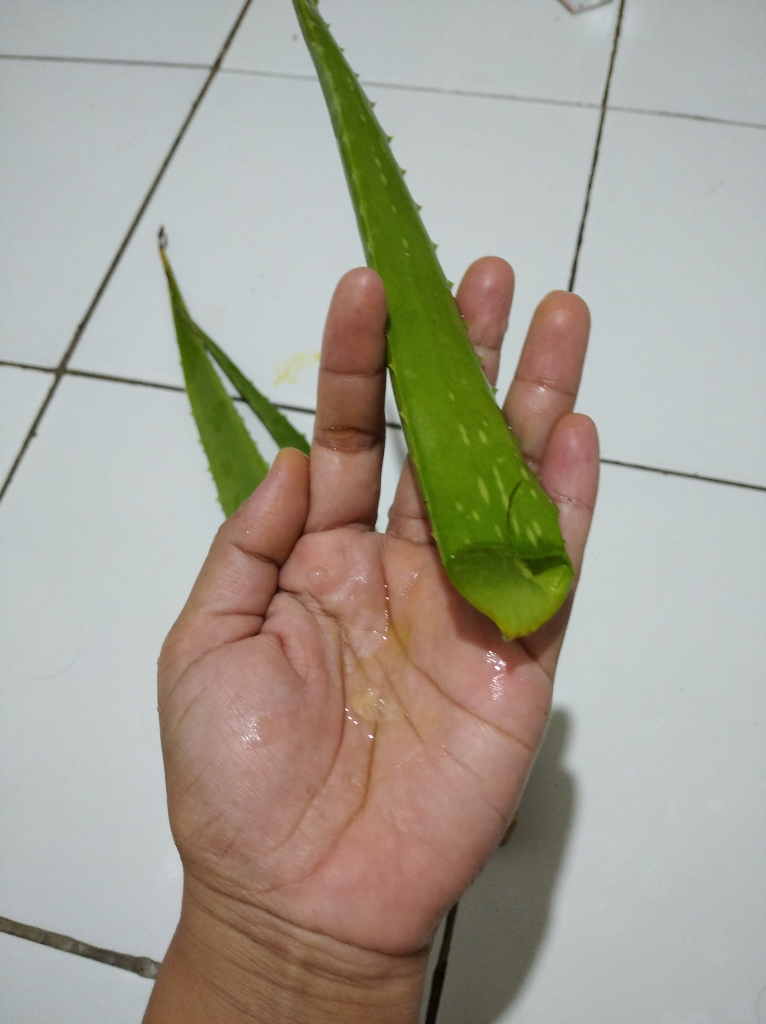 Mumpung Di Rumah, Olah Lidah Buaya Untuk Obat Jerawat Hingga Puding Lezat