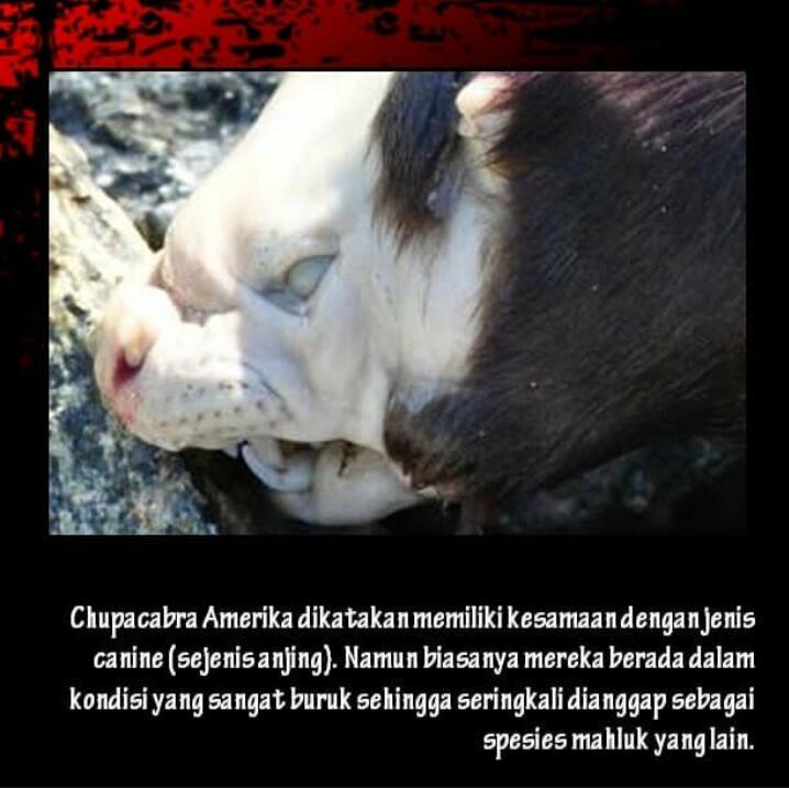 Hewan Berwujud Vampir Di Dunia Nyata, Benarkah Ada?