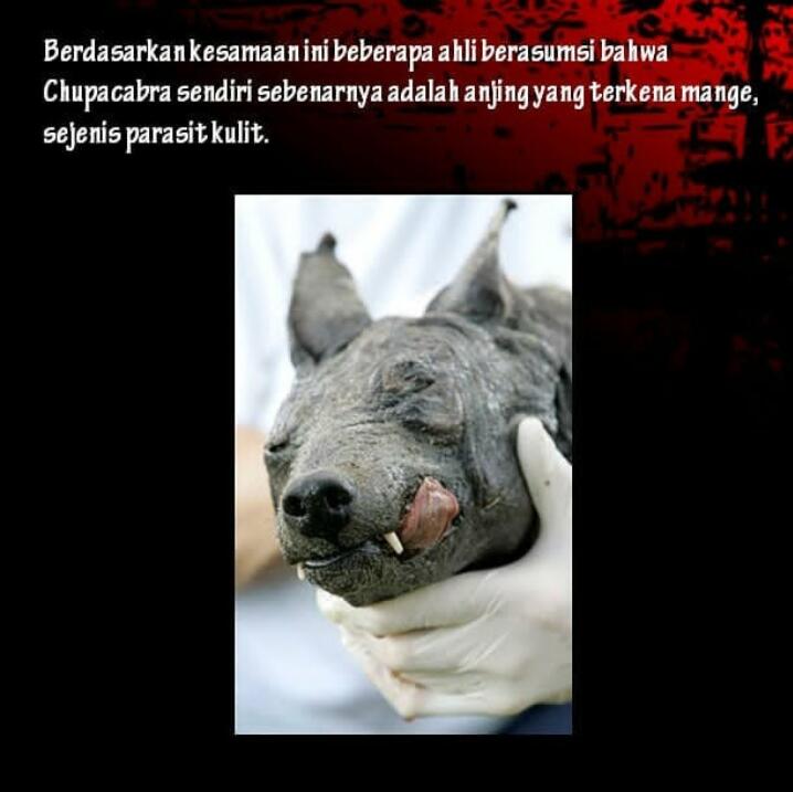 Hewan Berwujud Vampir Di Dunia Nyata, Benarkah Ada?