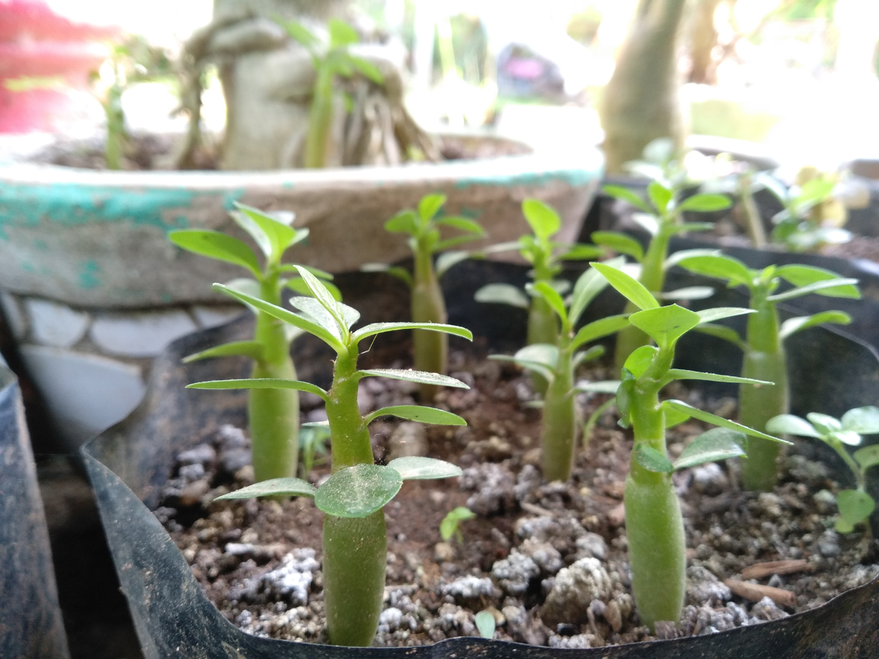 Kelamaan di Rumah Aja? Mending Coba Nanem Kamboja Hias #mumpungdirumah