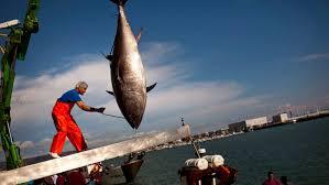 Kenapa Ikan Tuna Sirip Biru Harganya Sangat Mahal