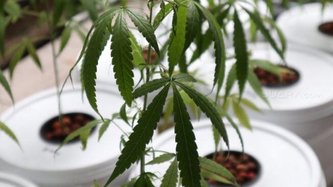 Senyawa di Ganja Bisa Melemahkan Virus Corona ?