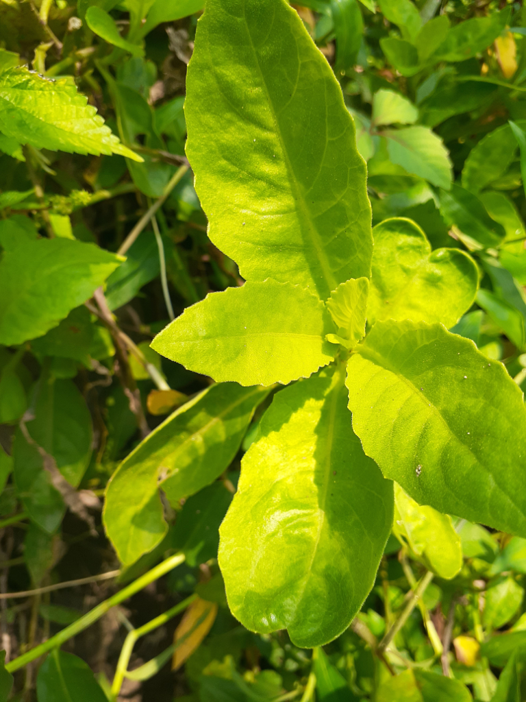Jamu herbal baik untuk kesehatan