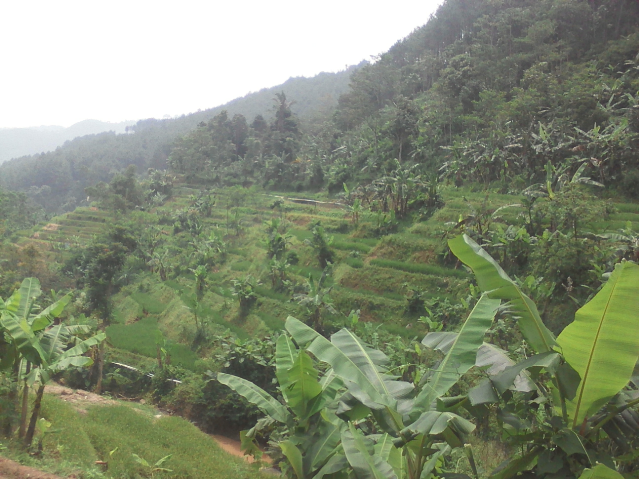 Apakah Ini Tanaman Hias ?