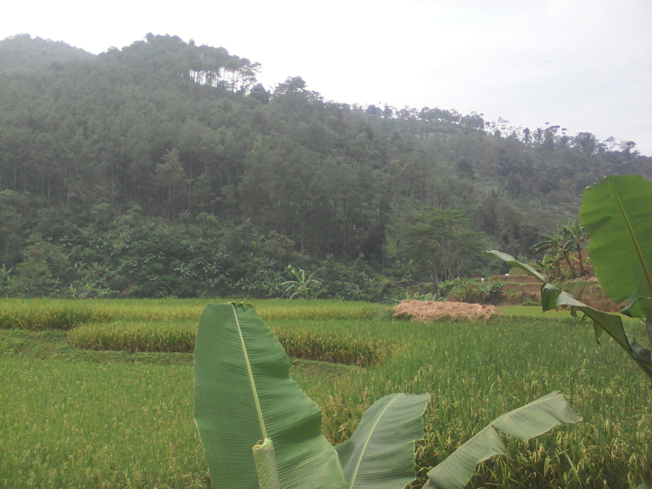 Apakah Ini Tanaman Hias ?