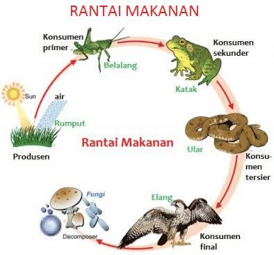 Kenapa Ada Corona (covid 2019) ?