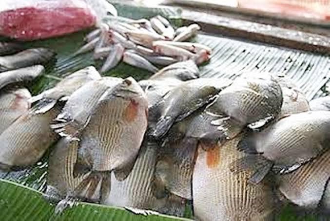 Mancing Ikan Tambakan (Biawan), Sekali Mencoba Dijamin Tergila-gila
