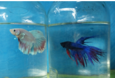 Rekomendasi Ikan Hias, Hiburan dan Pereda Stres saat #DiRumahAja