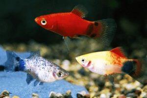 Rekomendasi Ikan Hias, Hiburan dan Pereda Stres saat #DiRumahAja