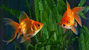 Rekomendasi Ikan Hias, Hiburan dan Pereda Stres saat #DiRumahAja