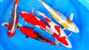 Rekomendasi Ikan Hias, Hiburan dan Pereda Stres saat #DiRumahAja