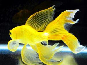 Rekomendasi Ikan Hias, Hiburan dan Pereda Stres saat #DiRumahAja