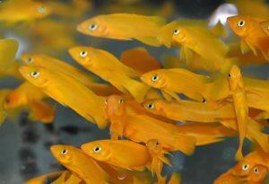 Rekomendasi Ikan Hias, Hiburan dan Pereda Stres saat #DiRumahAja