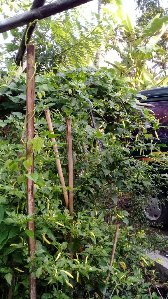 Menyulap Halaman Jadi Kebun Sayuran