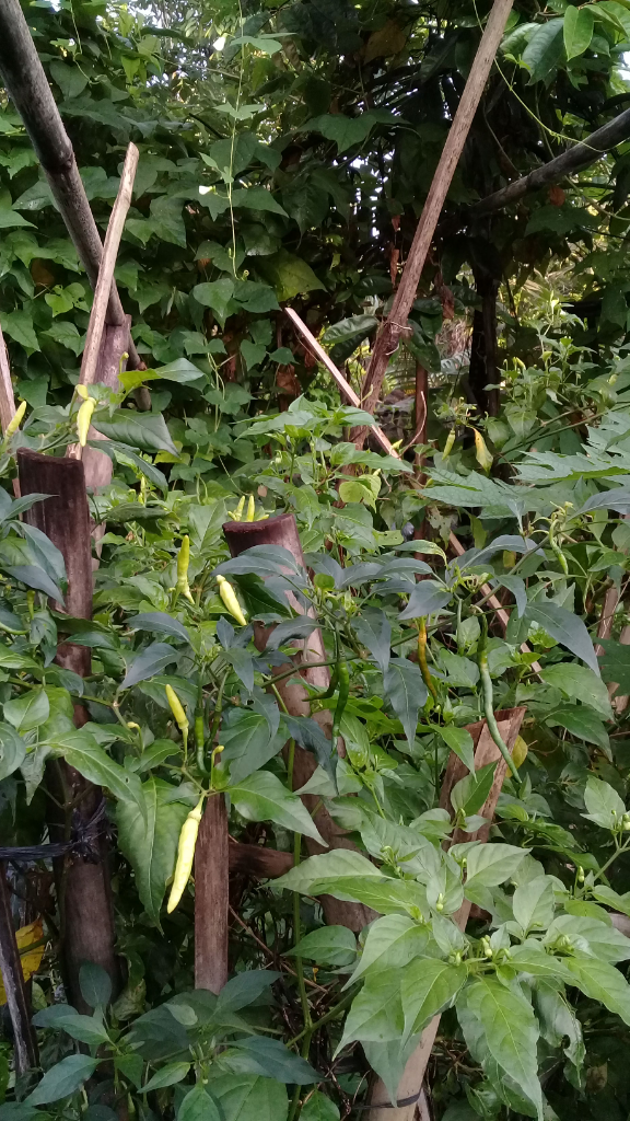 Menyulap Halaman Jadi Kebun Sayuran