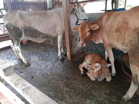 Sapi Limousin, Hewan Peliharaan Warisan Abah!